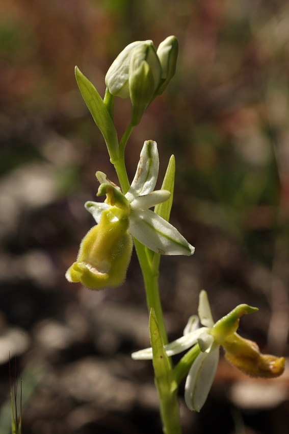 Ophrys bertolonii gialla!